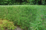 Green boutiQ - Grassen - Fargesia Rufa - Niet Woekerende Bamboe - Bladhoudend - Groen - 2 Planten - Pot 23 cm - Hoogte 80 cm