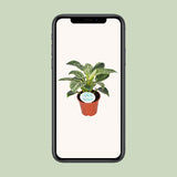 Philodendron Birkin - Ø14cm - ↕25cm