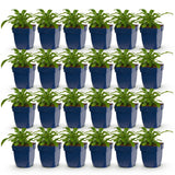 Green boutiQ - Vasteplant - Campanula pers. Alba - Perzikbladklokje - Bijen en Vlinderlokkers - Wit - 24 Planten - Pot 11cm - Hoogte 15-25cm
