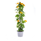 4x Thunbergia Alata Sunny Susy New Orange Ø13 cm - ↕60 cm