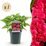 Green boutiQ - Hortensia - Hydrangea macrophylla Rood - Bloem Rood - 3 Planten - 1 m2 - Bladverliezend - Weinig Onderhoud - Pot 17cm Hoogte 30cm