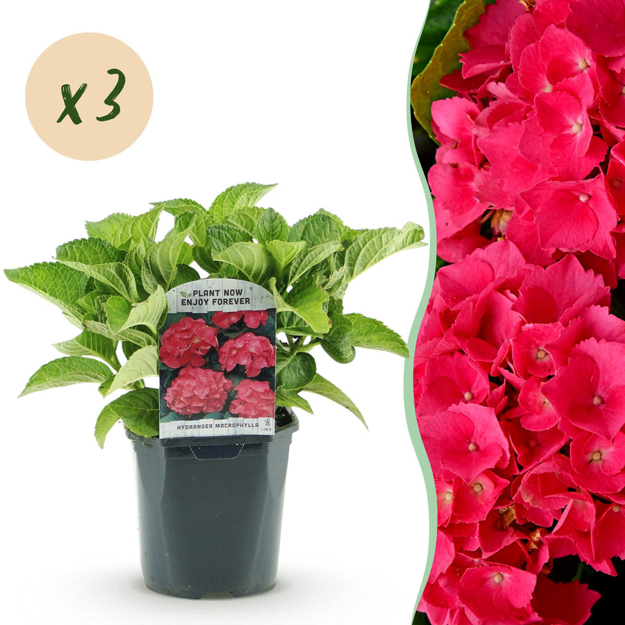 Hydrangea macrophylla – 3 planten · 30 cm hoog · Hortensia Rood Bloem