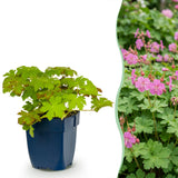 Green boutiQ - Vasteplant - Geranium macrorrhizum - Ooievaarsbek - Bodembedekkend - Roze - 24 Planten - Pot 11cm - Hoogte 15-25cm