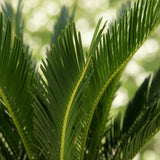 Green boutiQ - Kamerplant - Cycas revoluta - Palmvaren - Weinig onderhoud - Groen - 1 - Pot 17cm - Hoogte 55-65cm