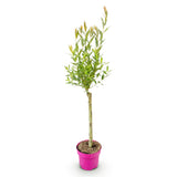 Salix Flamingo - Ø17cm - ↕70-80cm