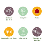 Green boutiQ - Tuinplant - Leucothoe Burning Love - Rood - 1 Plant -Groenblijvend - Weinig Onderhoud - Pot 17cm Hoogte 45cm