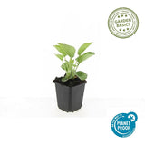 48x Echinacea p. 'Magnus' - ↕10-25cm - Ø9cm