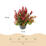 Green boutiQ - Tuinplant - Leucothoe Little Flame - Rood - 1 Plant - Groenblijvend - Weinig Onderhoud - Pot 17cm Hoogte 40cm