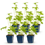 Green boutiQ - Vasteplant - Delphinium (P) Blue Bird - Ridderspoor - Bijen en Vlinderlokkers - Blauw - 6 Planten - Pot 11cm - Hoogte 15-25cm