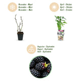 Green boutiQ - Fruitplanten - Doornloze Braam - Rubus Thornfree - Winterhard - 6 Planten - Pot 9 cm - Zwarte Braam