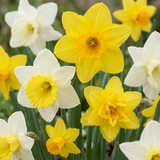 80x Narcissus Botanical Mix - Botanische narcissenmix - Geel en Wit - Verwilderingsbol - Bolmaat 10/12