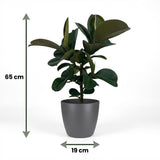 Green boutiQ - Kamerplant - Rubberplant - Ficus Elastica Cloe - Groen - Weinig onderhoud - 1 Plant - met Potter Grijs - Pot 19cm - Hoogte 65cm