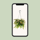 Rhipsalis Red Coral - Ø17cm - ↕25cm