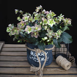 Green boutiQ - Tuinplant - Lenten Rose -Helleborus Angels Glow - Roze Bloem - Groenblijvend - Pot 19cm Hoogte 50cm