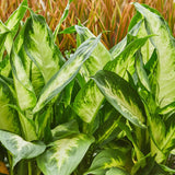 Green BoutiQ - Green is... Kamerplanten - Diefenbachia Camilla - Dieffenbachia - Weinig onderhoud - met mand - Groen - 1 Plant - Pot 17cm - Hoogte 45-50cm