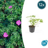 12x Geranium 'Tiny Monster' - ↕10-25cm - Ø9cm
