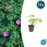 12x Geranium 'Tiny Monster' - ↕10-25cm - Ø9cm