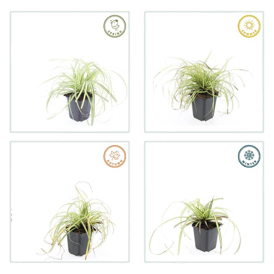 Carex oshim 'Evergold' – 12 planten · pot Ø9 cm · 10-25 cm hoog (foto 4)