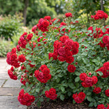 Green boutiQ - Tuin Roos - Rosa Rote The Fairy - Roos - Winterhard - Rood - 3 Planten - Pot 12cm - Hoogte Hoogte 20-25cm