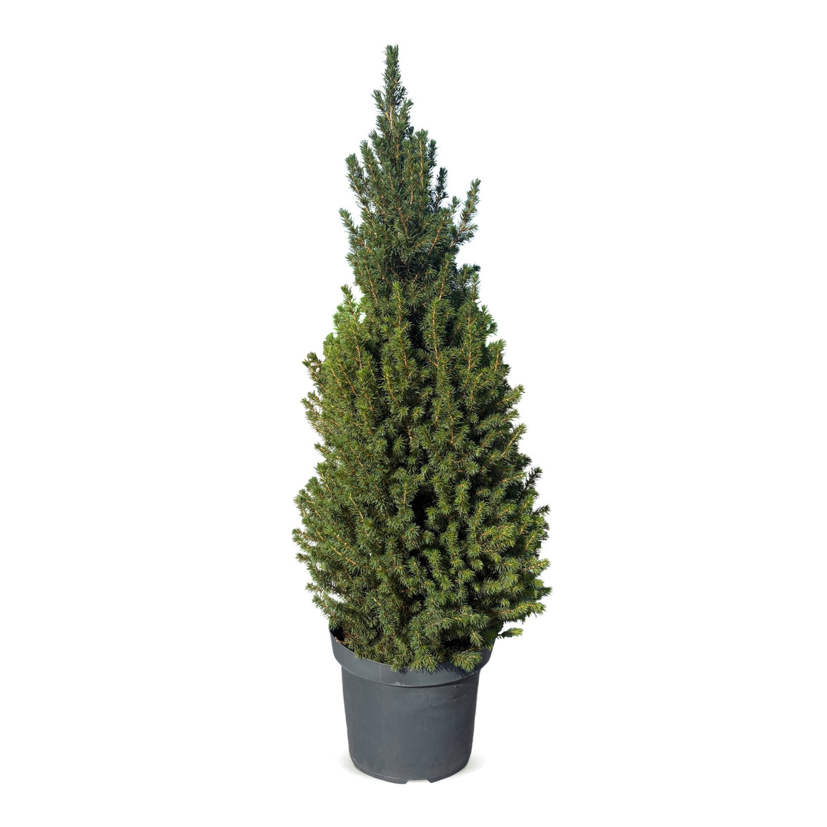 Kegelspar kerstboom — Ø26 cm, 110 cm hoog