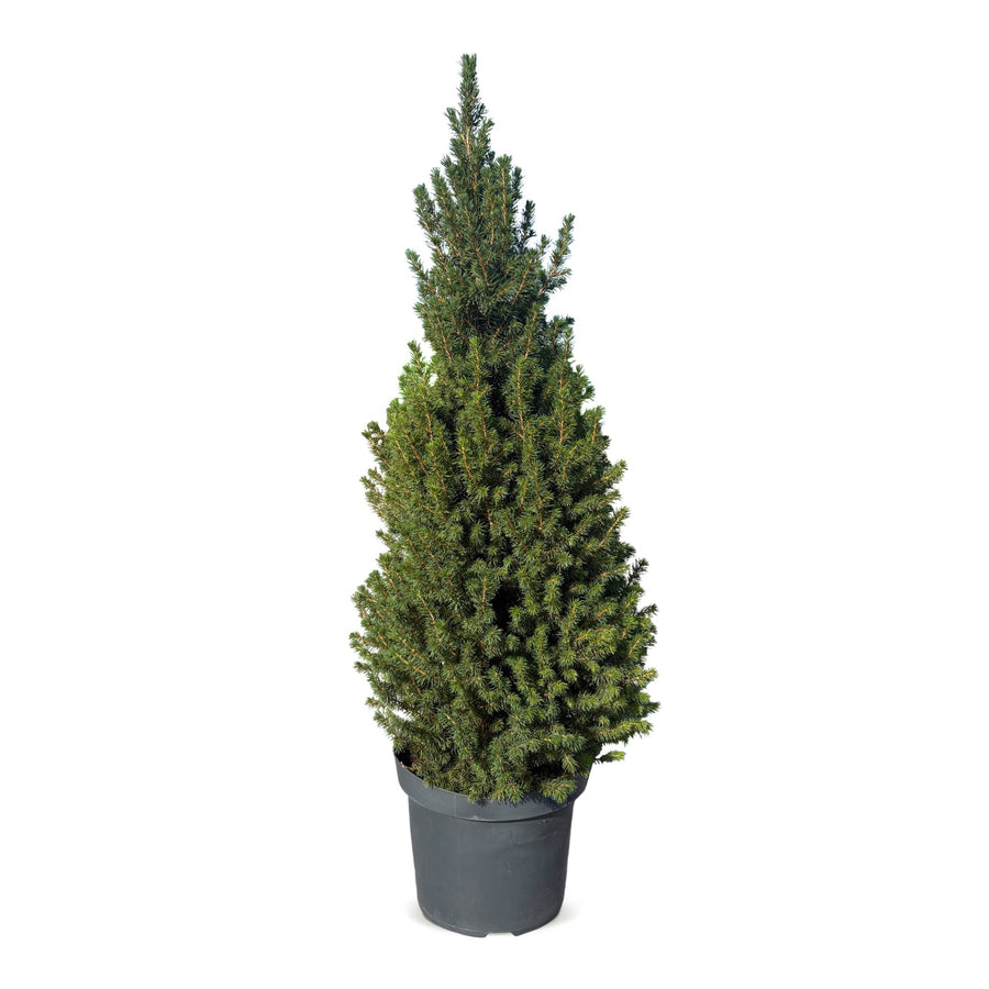Kegelspar kerstboom – Pot Ø26 cm · 110 cm hoog (foto 2)