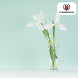 Irisbollen Alaska — witte iris, 25 stuks