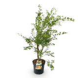 Green boutiQ - Tuinplant - Acer palmatum Methamorphosa - Japanse Esdoorn - Bladverliezend - Groen - Oranje - 1 - Pot 26cm - Hoogte 90cm