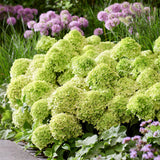 Green boutiQ - Tuinplant - Hydrangea panniculata Groundbreaker Greeny - Pluimhortensia - Winterhard - Creme - 4 Planten - Pot 14cm -Hoogte 20-25cm