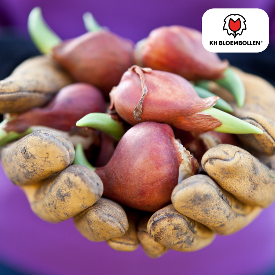 Tulpenbollen Dynasty — roze tulp, 20 stuks (maat 11/12)