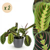 Green boutiQ - Kamerplant - Maranta Fascinator Tricolour - Gebedsplant - Huisdiervriendelijke Plant - Groen - 2 Planten - met Potter Grijs - Pot 12cm - Hoogte 25cm