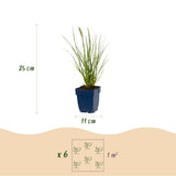 Green boutiQ - Grassen - Pennisetum alop. Little Bunny - Lampenpoetsergras - Met Pluim - Groen - 6 Planten - Pot 11cm - Hoogte 15-25cm