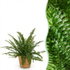 Green boutiQ - Kamerplant - Nephrolepsis exaltata Green Lady - Varen - Huisdiervriendelijke Plant - Groen - 1 Plant - met Mand - Pot 12cm - Hoogte 25cm