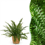 Green boutiQ - Kamerplant - Nephrolepsis exaltata Green Lady - Varen - Huisdiervriendelijke Plant - Groen - 1 Plant - met Mand - Pot 12cm - Hoogte 25cm