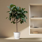 Ficus Elastica Robusta op stam - 190 cm -ø35-40cm