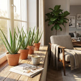 Aloë Vera - 4 Stuks - Ø 10,5 cm - Hoogte: 35 - 40cm
