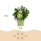 Green boutiQ - Tuinplant - Hydrangea panniculata Groundbreaker Greeny - Pluimhortensia - Winterhard - Creme - 1 Plant - Pot 14cm -Hoogte 20-25cm