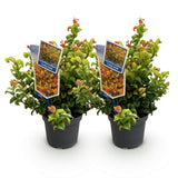 Green boutiQ - Tuinplant - Leucothoe Curly Gold - Geel - 2 Planten - Groenblijvend - Weinig Onderhoud - Pot 17cm Hoogte 40cm