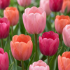 80x Tulipa Positive Vibe - Tulp Positive Vibe - Diversen - Voorjaarsbloeier - Bolmaat 11/12