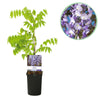 Green boutiQ - Blauwe regen - Wisteria floribunda Prolific - Bloem Blauw- 1 plant - Pot 11cm Hoogte 40cm