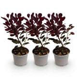Green boutiQ - Tuinplant - Cotinus coggyria Lilla - Paars 3 Planten - Bladverliezend - Weinig Onderhoud - Pot 12cm Hoogte 35cm