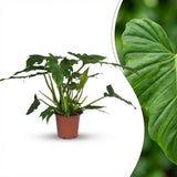 Green boutiQ - Kamerplant - Philodendron - Philodendron Lacerum - Groen - Weinig onderhoud - 1 Plant - Pot 19cm - Hoogte 65cm