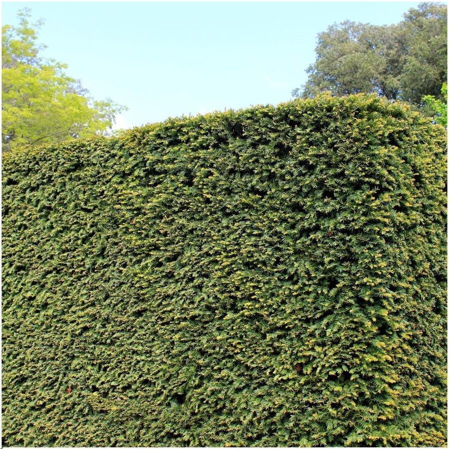 Taxus media Groenland — Venijnboomhaag, 6 planten (1 strekkende meter)