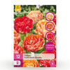 Green boutiQ - Bloembollen - Tulp Gudoshnik Double - Dubbel Bloemig - 12 stuks - Bolmaat 11/12 - XXL Pack