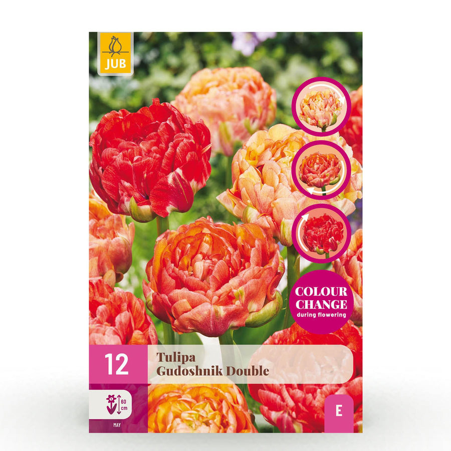 Tulpenbollen Gudoshnik Double — dubbel bloemig, 12 stuks (bolmaat 11/12)