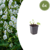 6x Geranium macr. 'White Ness' - ↕10-25cm - Ø9cm