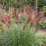 Green boutiQ - Grassen - Miscanthus sin. Red Chief - Pampusgras - Met Pluim - Groen - 1 Plant - Pot 11cm - Hoogte 15-25cm