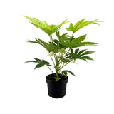 Fatsia Japonica Spider Web - Ø17cm - ↕50cm