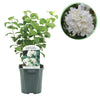 Green boutiQ - Boerenjasmijn - Philadelphus Snowbelle - Bloem Wit - 1 Plant - Bladverliezend - Weinig Onderhoud - Pot 17cm Hoogte 45cm