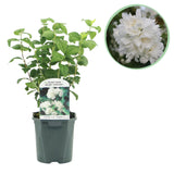 Green boutiQ - Boerenjasmijn - Philadelphus Snowbelle - Bloem Wit - 1 Plant - Bladverliezend - Weinig Onderhoud - Pot 17cm Hoogte 45cm