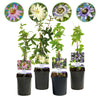 Green boutiQ - Passiebloem - Passiflora Rainbow- Bloem Roze Wit Paars Groen - Weinig onderhoud - 4 planten - Pot 11cm Hoogte 40cm
